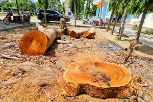 Gia Lai: Phường cho cưa hạ, bán gỗ trước khi sáp nhập