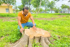 Ủy ban Kiểm tra xác định việc cưa hạ cây xanh bán củi ở Gia Lai sai quy trình