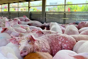 Phát hiện hơn 200 con heo mắc dịch tả châu Phi chuẩn bị đưa đi tiêu thụ 