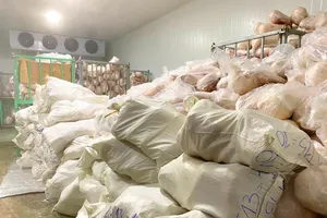 Tiêu hủy hơn 100 tấn heo sữa đông lạnh không rõ nguồn gốc 