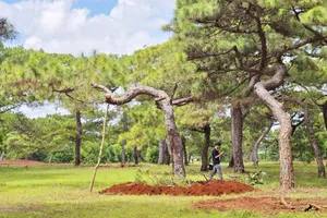 Tỉnh Gia Lai chỉ đạo điều tra rừng thông dự án sân golf Đăk Đoa bị xâm hại