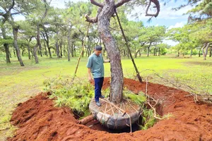 Rừng thông tuyệt đẹp ở Gia Lai lại bị xâm hại nghiêm trọng