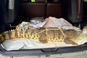 Bắt được cá sấu 50kg trong khu dân cư ở Gia Lai