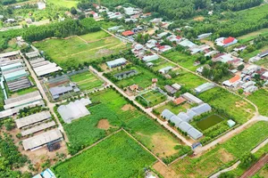 Gia Lai xem xét thu hồi dự án 'núp bóng' trồng rau để chăn nuôi bò, dê