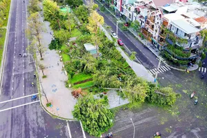 Tan hoang "lá phổi xanh" Quy Nhơn