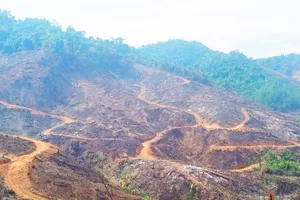 Lộ diện 23 người liên quan vụ hủy hoại gần 98 ha rừng ở Gia Lai