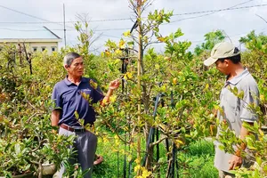 Sau bão lũ, nông dân trồng mai ở Bình Định cũ xem như mất Tết