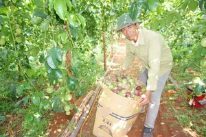 Việt Nam lọt Top 10 quốc gia sản xuất và xuất khẩu chanh leo hàng đầu thế giới 