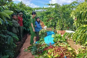 Công an mật phục bắt quả tang người cắt trộm cà phê hàng xóm 