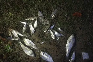 Những con cá rơi trên đường phố TP Texarkana, bang Texas của Mỹ. Ảnh: TEXARKANA GAZETTE