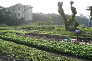 Ý kiến của Bộ TN&MT về khu vườn rau phường 6, quận Tân Bình