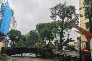 4 ngày đêm chạy đua cứu hộ cây xanh gãy đổ ở Hà Nội