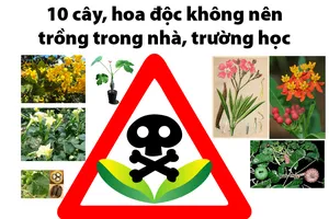 10 cây, hoa độc không nên trồng trong nhà, trường học