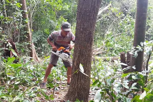 Yêu cầu dừng việc phá rừng nuôi bò ở Phú Yên 