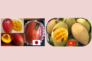 Xoài đỏ Nhật 1,7 triệu/trái khác xoài đặc sản Việt ra sao?