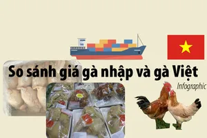 Giá gà không đầu, không chân nhập khẩu khác gà Việt ra sao?