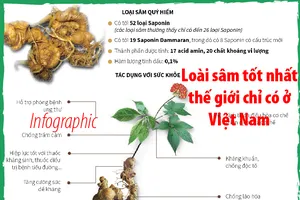 Ngọc Linh - loài sâm tốt nhất thế giới chỉ có ở Việt Nam