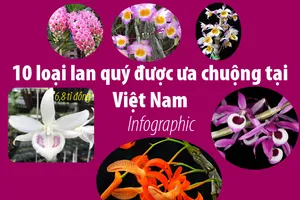 10 loại lan quý được ưa chuộng tại Việt Nam