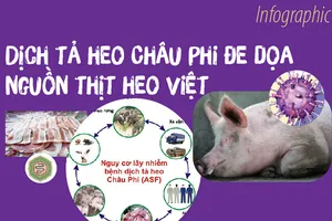 Dịch tả heo Châu Phi đe dọa nguồn thịt heo Việt