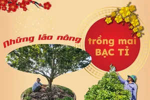 Những lão nông trồng mai bạc tỉ
