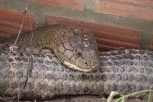 Xử lý sao với cặp rắn hổ khổng lồ bắt ở Núi Cấm?