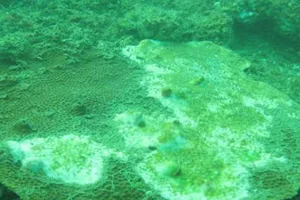 Sắp công bố chất lượng hải sản tầng đáy ở miền Trung