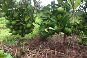 Hành trình trồng cam sạch của cô gái xứ Nghệ