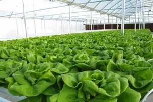 Muốn trồng rau sạch: Không dễ!