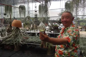 “Kiểng không khí” - món lạ Hội hoa xuân TP.HCM