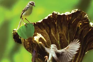 Con chim tìm nhau qua tiếng hót