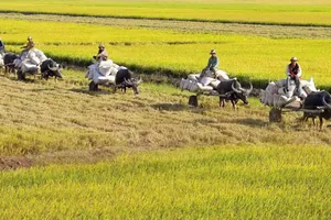 Về miền Tây, thương…