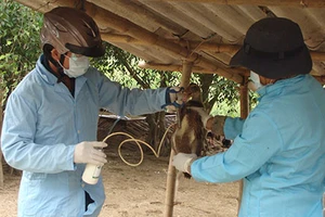 Tránh để hộ chăn nuôi gia cầm lâm vào cảnh khốn đốn