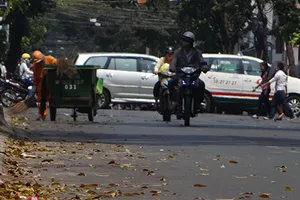 Cây xanh ở TP.HCM thay lá muộn