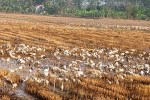 ĐBSCL: Khó ngăn dịch lây lan trên vịt chạy đồng