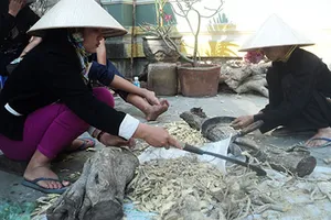 Chặt dược liệu bán sang Trung Quốc
