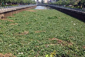 Lục bình phủ kín kênh Nhiêu Lộc - Thị Nghè