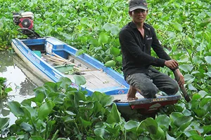 Khổ nạn lục bình