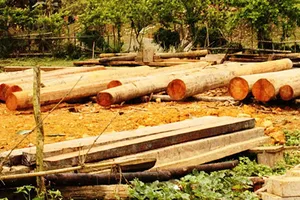 Rừng phòng hộ bị đốn, kiểm lâm bất lực!