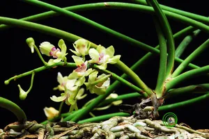 Phát hiện loài lan mới ở Ninh Thuận