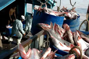 Có thể nâng giá cá tra để thoát bị kiện 