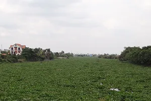 Lục bình dày đặc trên 7.700 m kênh rạch 