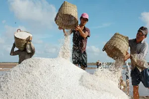 Chưa thể làm giàu từ muối quý Bạc Liêu