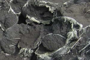 Vụ chôn chất thải ở Bình Phước: Chủ tịch tỉnh giao công an làm rõ 