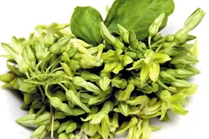 Hoa thiên lý chữa được nhiều bệnh lý