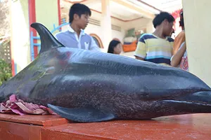 An táng cá voi “lụy” bờ biển đảo Lý Sơn