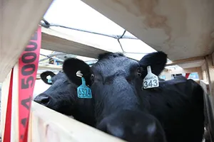 Đàn bò sữa cao sản Úc đã về Việt Nam