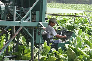 Trẻ em bị “đầu độc” trong vườn thuốc lá