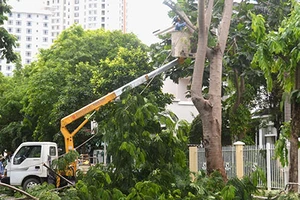 Công tác cây xanh: Mùa cao điểm