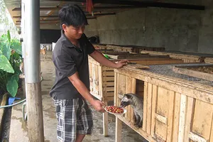 Đi tìm sự thật “cà phê chồn” - Bài 3: Enzim chồn - Sản phẩm hoang tưởng