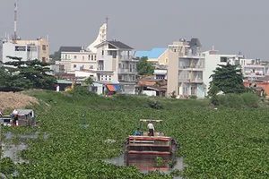 Ám ảnh với nạn lục bình